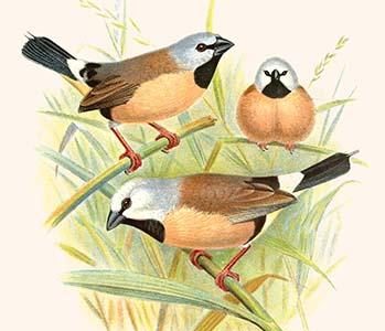 Parson Finch