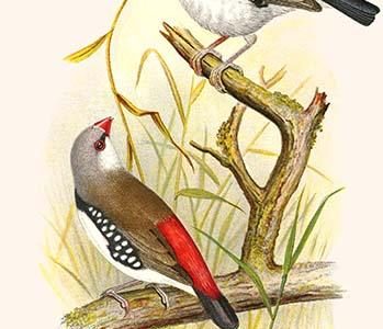 Diamond Sparrow or white headed finch