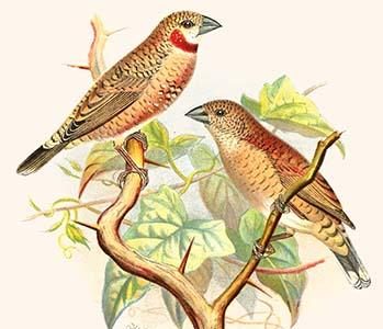 Ribbon Finch or Cut Throat Finch