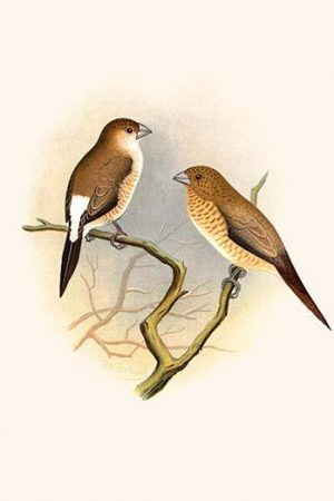 Indian Silver Bill & African Silver Bill