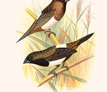 Striated Finch & Sharp tailed Finch