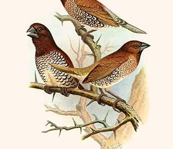 Spice Bird