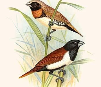 Chestnut Breasted Finch & three colored mannikin