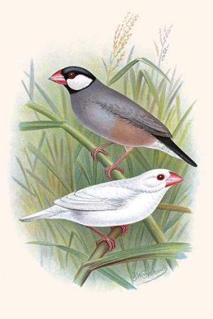 Java Sparrow