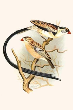 Pin Tailed Whydah