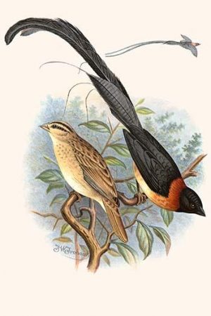 Paradise Whydah