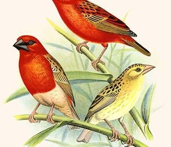 Baya Weaver