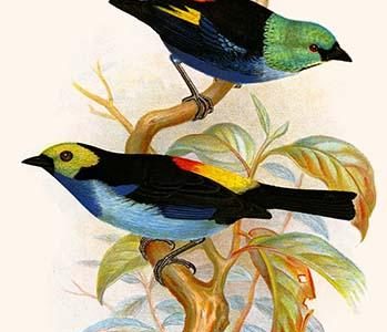 " Superb Tanager, Paradise Tanager"