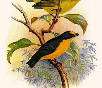 Violet Tanager