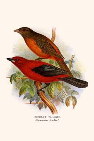 Scarlet Tanager