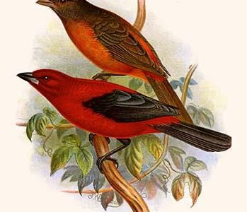 Scarlet Tanager