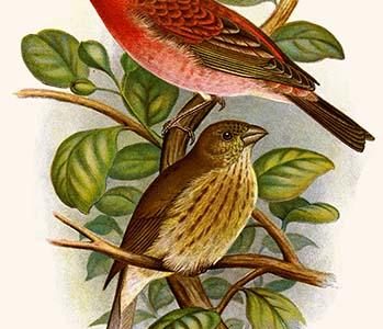 Scarlet Rose Finch