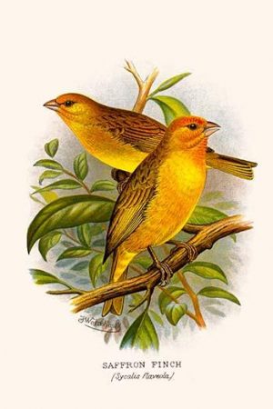 Safron Finch or Brazilian Bunting or Brazilian Canary