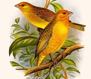 Safron Finch or Brazilian Bunting or Brazilian Canary
