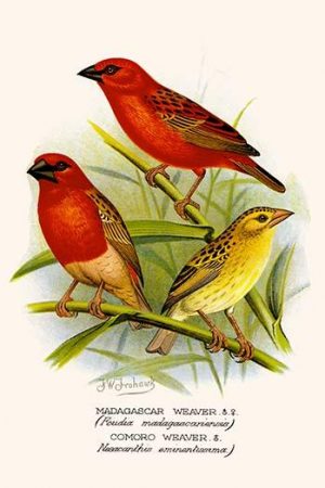 Madagascar Weaver & Comoro Weaver