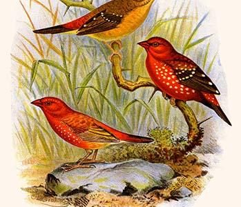 Common Amaduvade & African Fire Finch