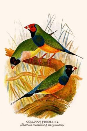 Gouldian Finch