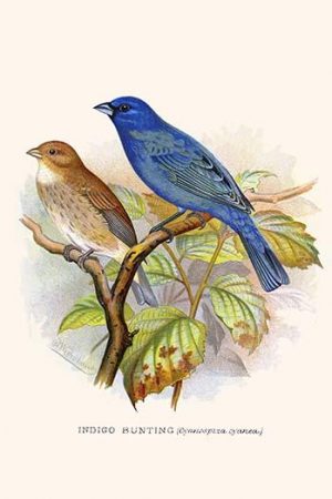 Indigo Bunting