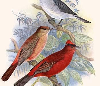 Pileated Finch & Red Crested Finch