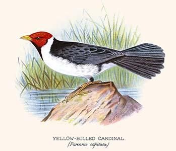 " Yellow Billed Cardinal, Brown Throated or Lesser Cardinal"