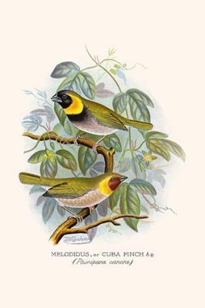 Melodius or Cuba Finch