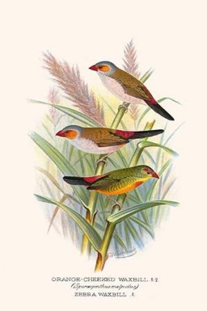 Orange Cheeked Waxbill & Zebra Waxbill