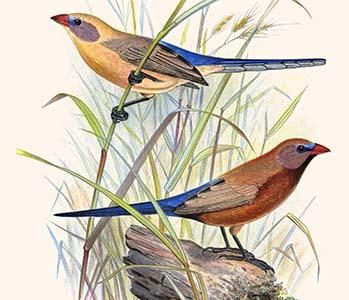Violet-Eared Waxbill