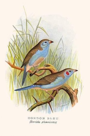 Cordon Bleu or Crimson Eared Waxbill