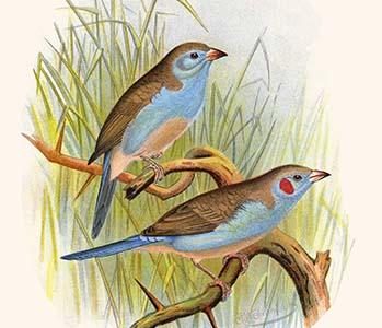 Cordon Bleu or Crimson Eared Waxbill