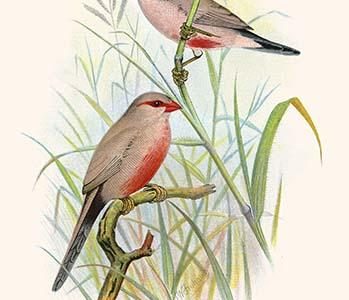 Common African Waxbill & St. Helena Waxbill