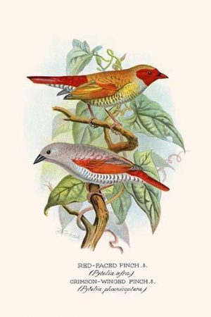 Red Faced Finch or "Wiener's Astrild" & Crimson Winged Finch