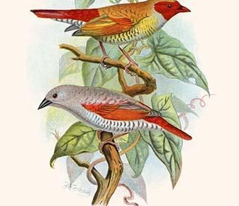 " Red Faced Finch or "Wiener's Astrild" & Crimson Winged Finch "