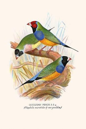 Gouldian Finch, Black headed & Red Headed