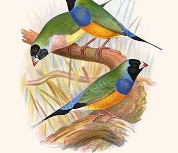 " Gouldian Finch, Black headed & Red Headed"