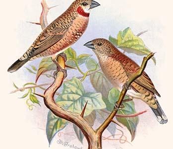 Ribbon Finch or Cut Throat Finch