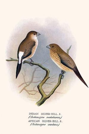 Indian Silver Bill & African Silver Bill