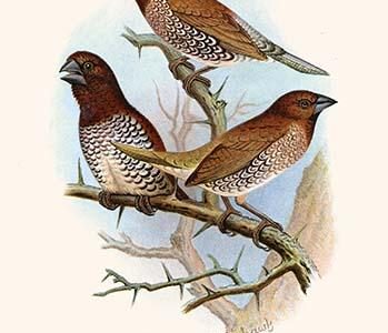 Spice Bird