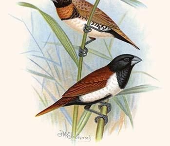 Chestnut Breasted Finch & three colored mannikin