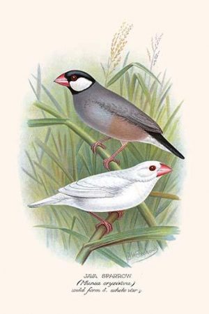 Java Sparrow