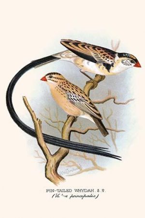 Pin Tailed Whydah