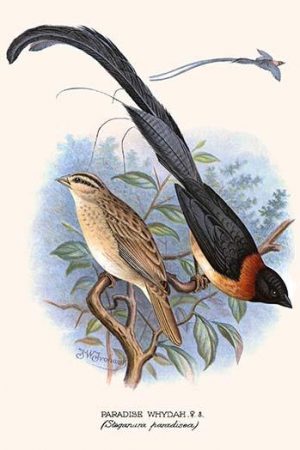 Paradise Whydah