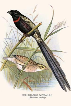 Red Collared Whydah