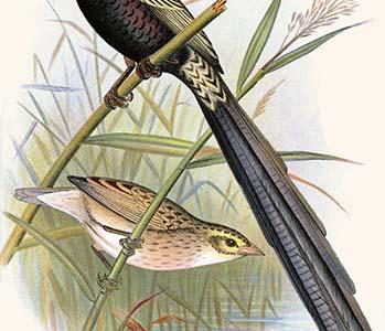 Red Collared Whydah