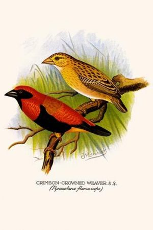 Crimson Crowned Weaver