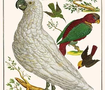 " Lesser Sulphur-Crested Cockatoo, Hawk Headed Parrot, Tri-colored Blackbird, Heleted Manakin & Hummingbird"