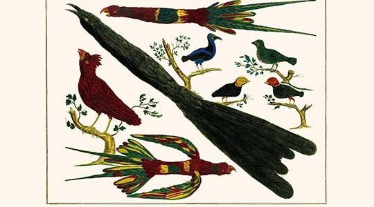 " Grackle, Parrots, Cardinal, Red-Legged Honey Creeper, Speckled Tanger, Golden-Headed Manakin & Red-Headed Manakin"