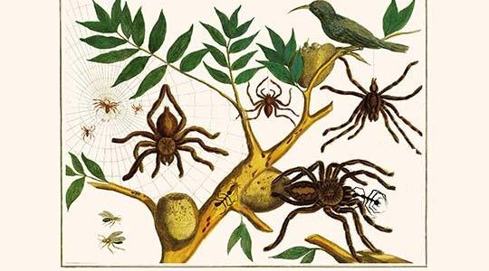 " Chelicerates, birds & Aculeate Hymenopterans"