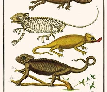 Chameleons