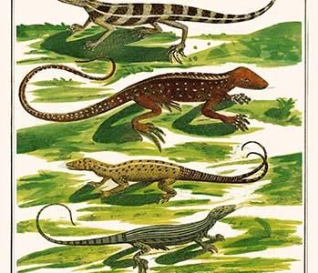 " Lizards, anoles,"