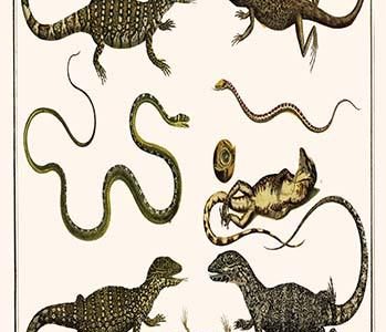 " Monitors from Indonesia, Agama from Sri Lanka, Lizards, Anoles & Snakes"